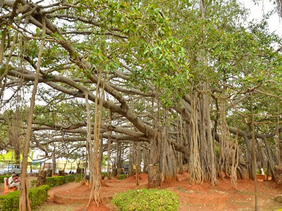 Big Banyan Tree